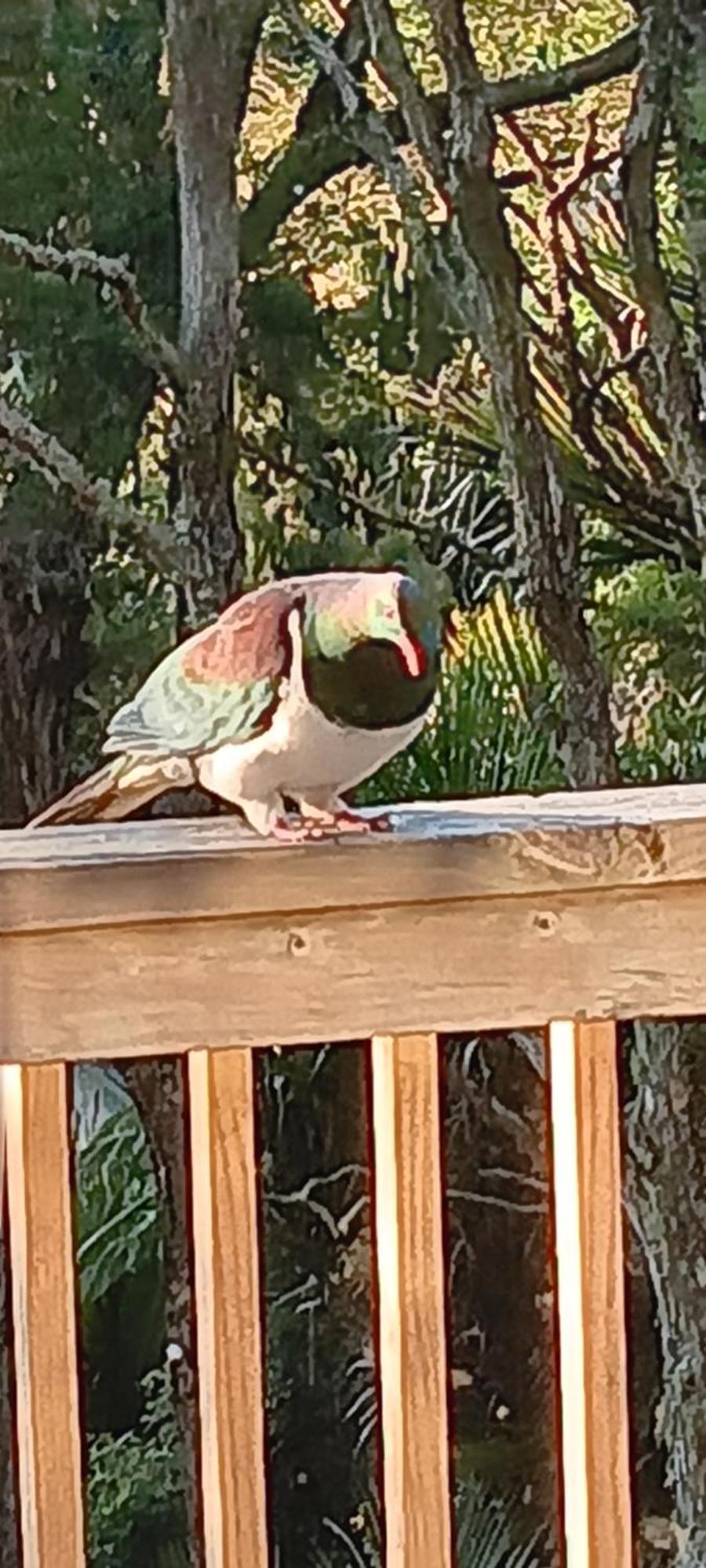 Tastebuds Bed N Breakfast Auckland Esterno foto
