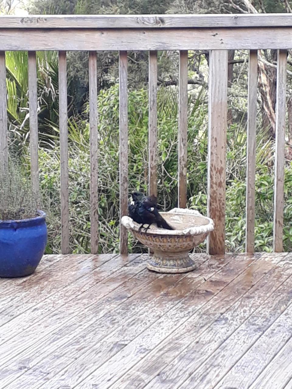 Tastebuds Bed N Breakfast Auckland Esterno foto